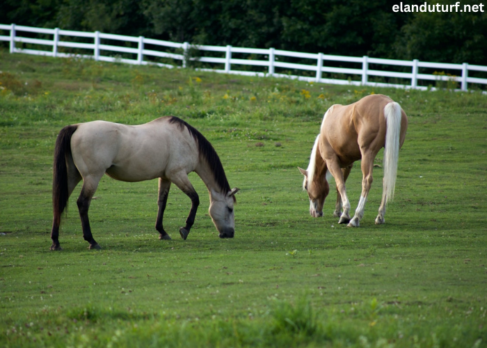 Cheval DE Base