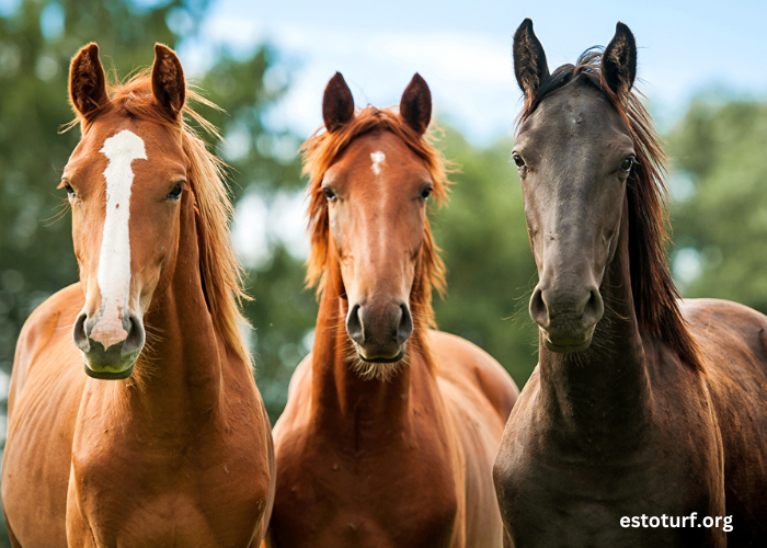 Trio 3 Chevaux