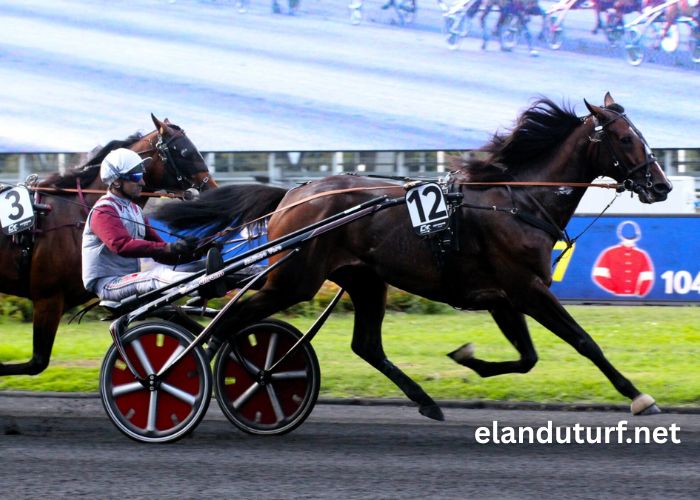 Dezcourse Couplé Incontournable