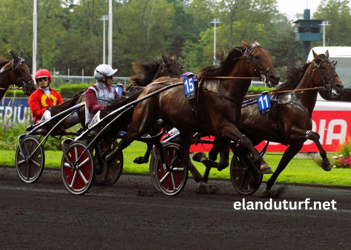 Meilleur Pronostic 3 Chevaux (2)