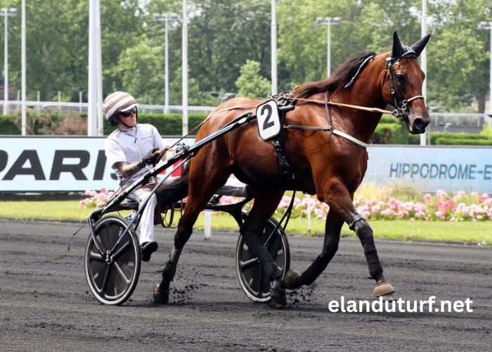 Meilleurs Pronostics Quinté Demain (3)
