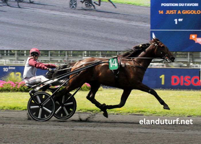 Pronostic Gratuit Turf 100 (1)