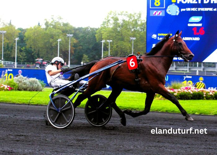 Quinté Gagnant Vip
