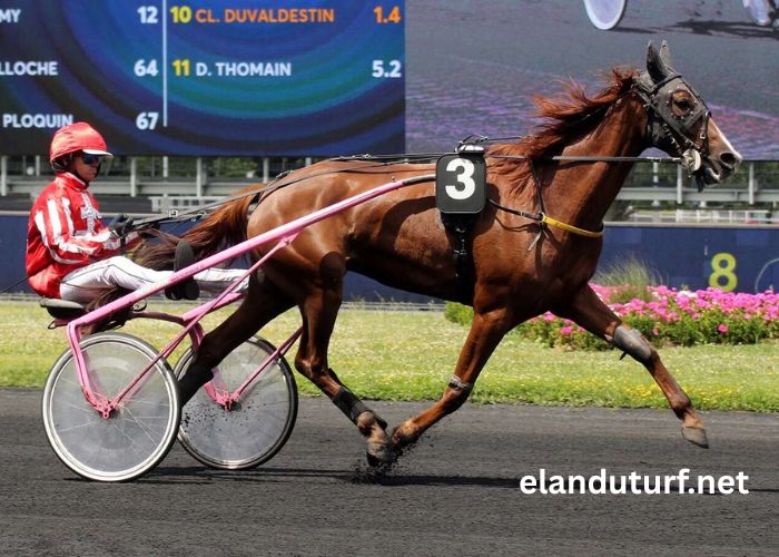 Un Cheval Par Jour (1)